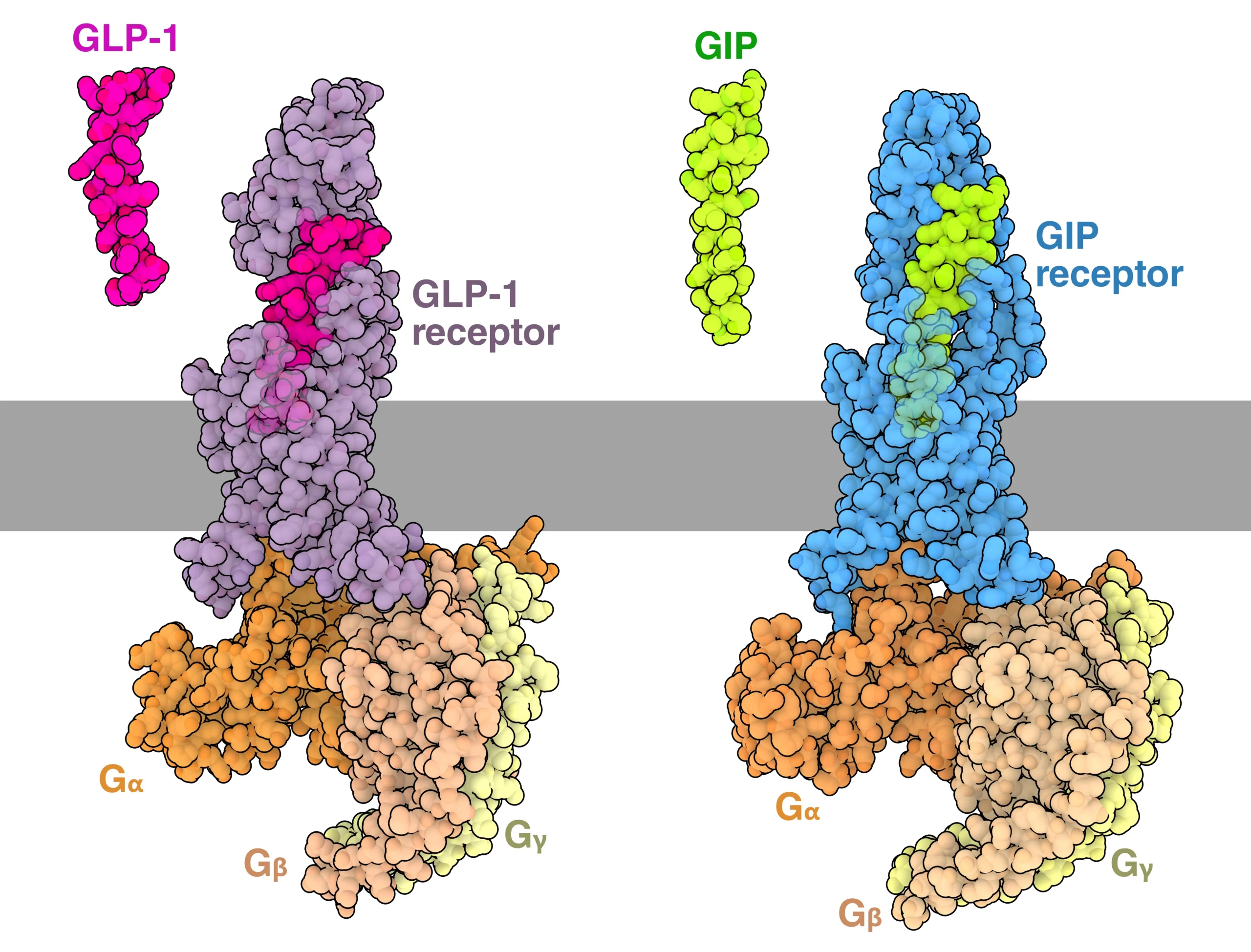 GPU Accelerated Life Sciences & Scientific Computing – Power Discovery with High-Performance Servers 1 GLP-1 and GIP hormones